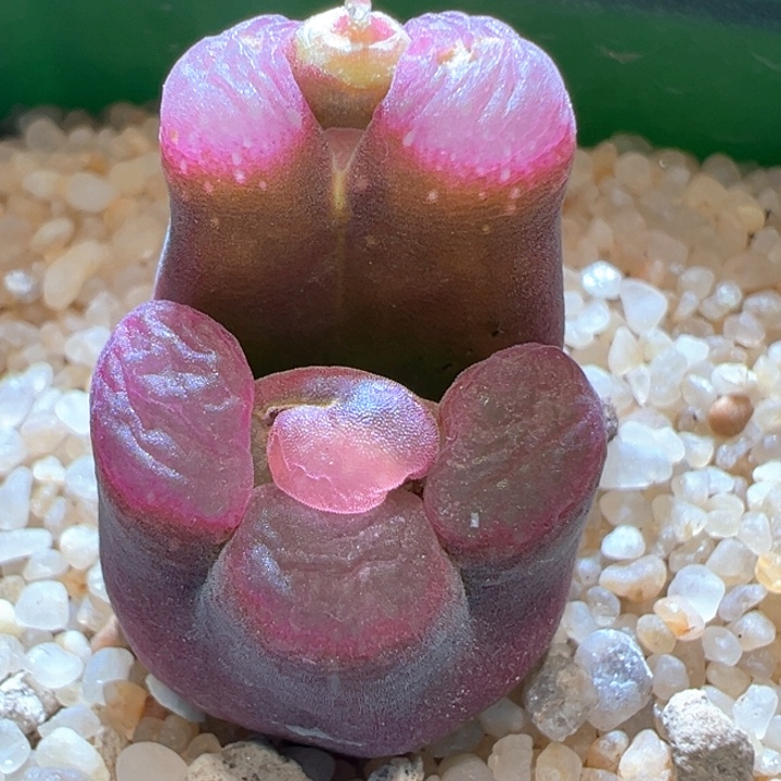 707。八八折后价青蛙种源优选五年矮墩墩。少有双头