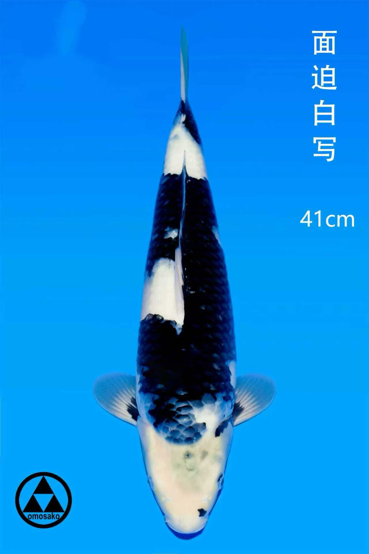 面迫白写41CM精品进口锦鲤