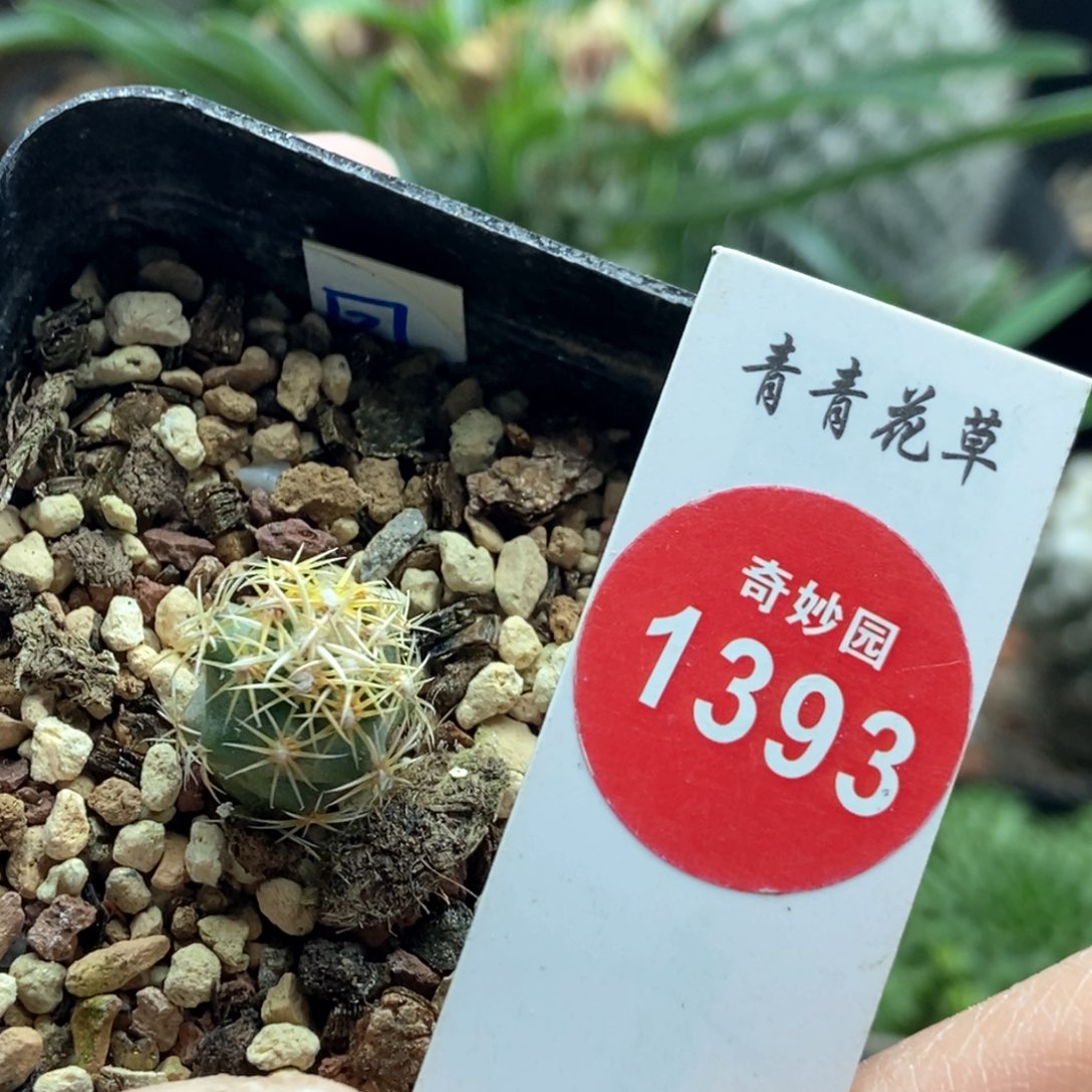 实生顶花凤舞1.3cm