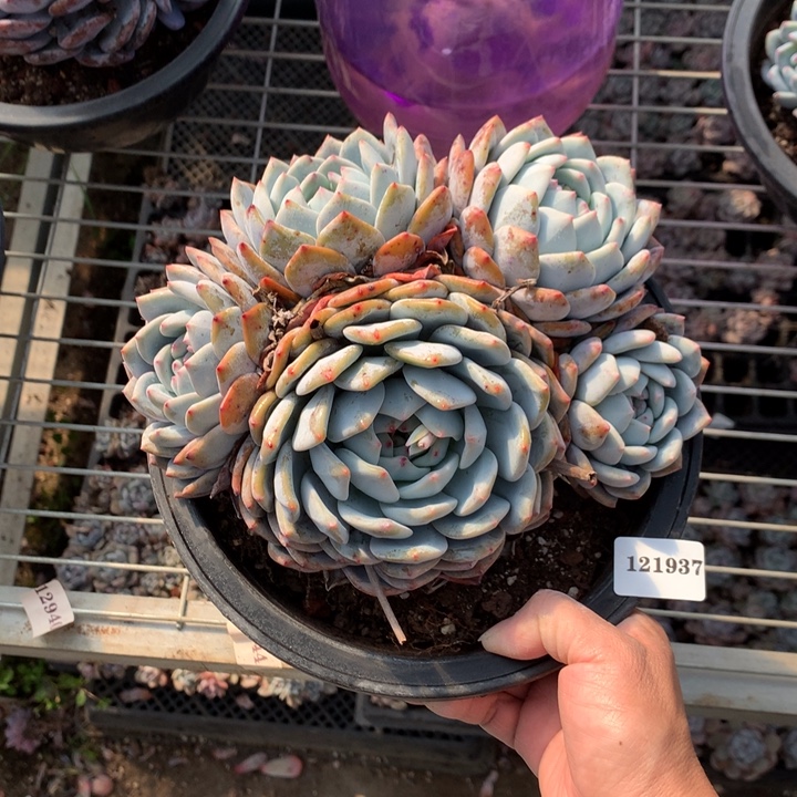 121937嗯嗯嗯嗯嗯嗯好喜欢这个