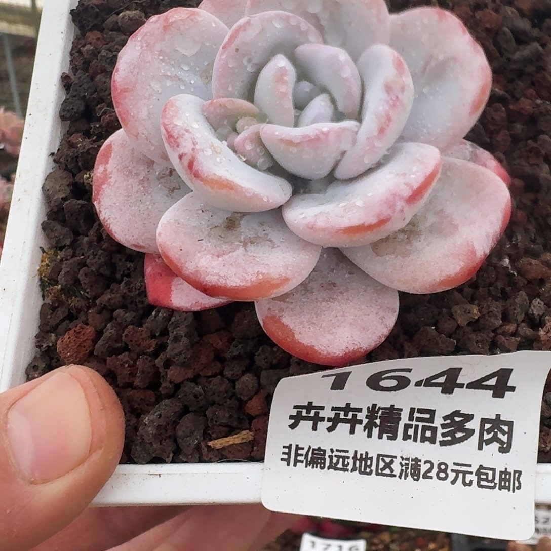 1644 卉卉精品多肉 非偏远地区满28元包邮