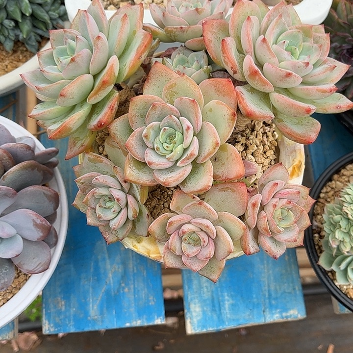 多肉植物一物一拍