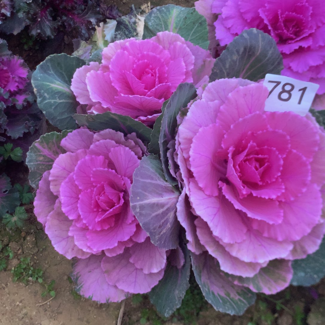 781玫瑰多肉肉植物