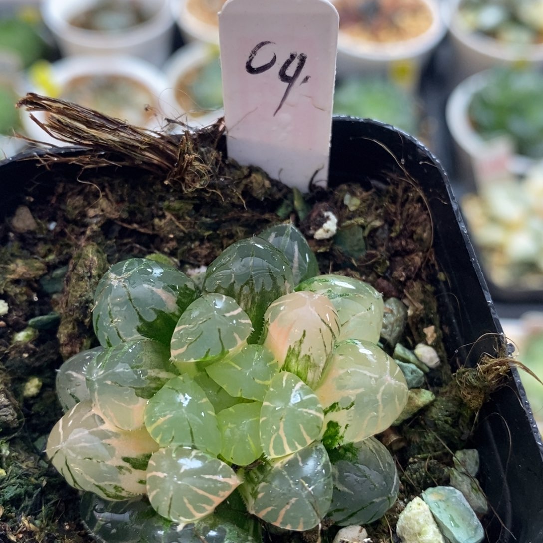 不开花植物04玉露