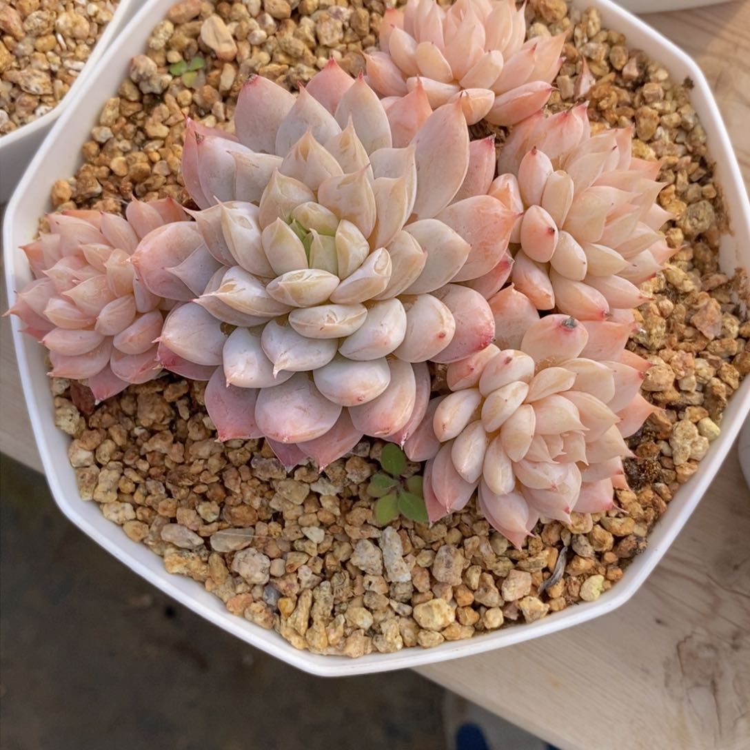 小***爱可以问主播品种，下滑链接更多品种多肉选择