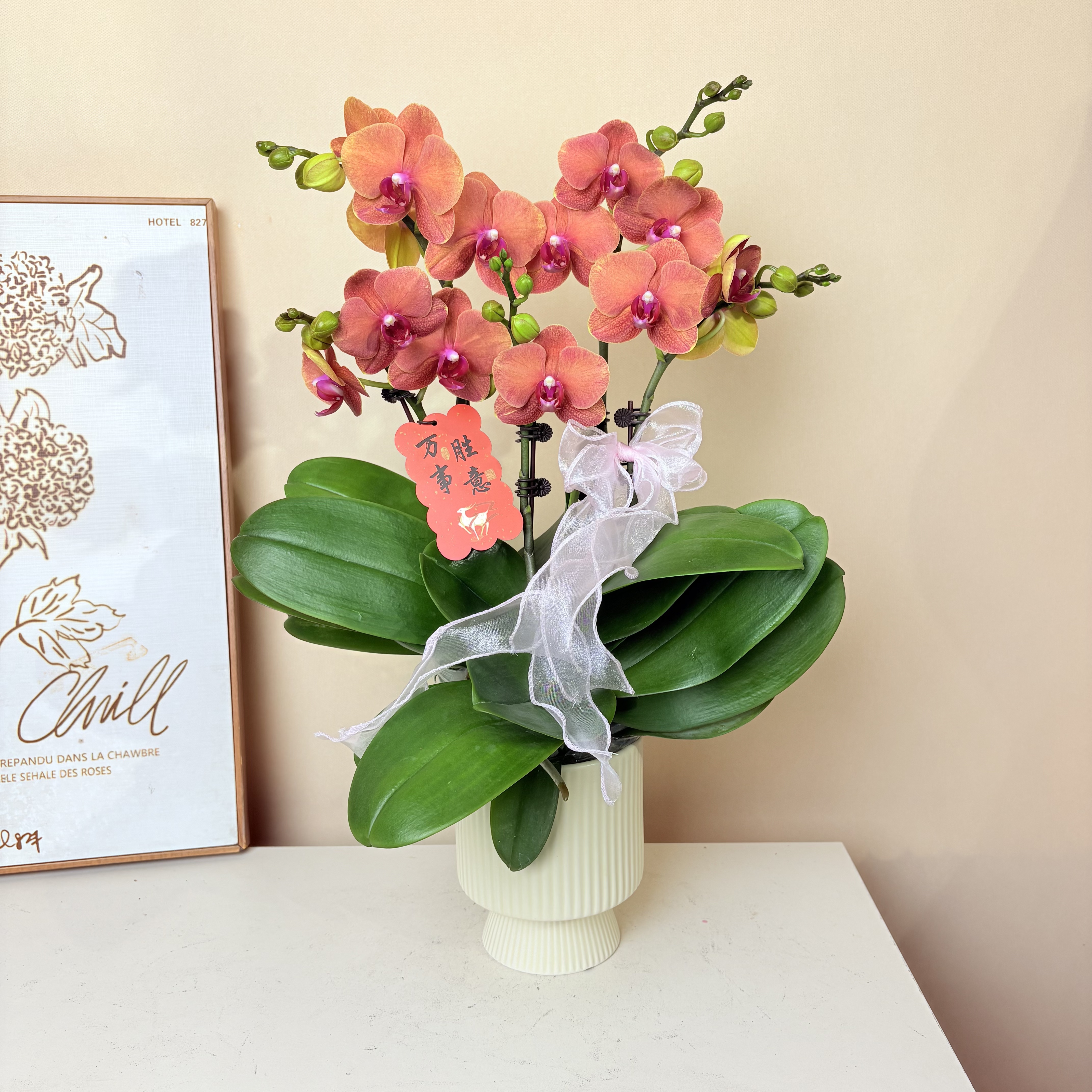 蝴蝶兰《金桔》爱马仕橙 橘色室内绿植花卉盆栽 四季好养活 