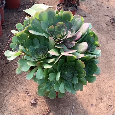 万圣节多肉植物法师85