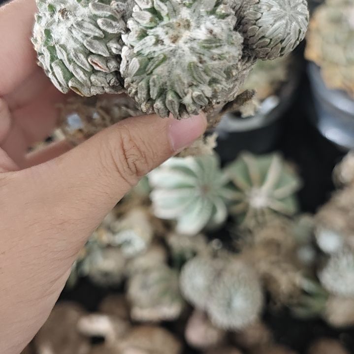 一物一拍，产地输入精巧丸
