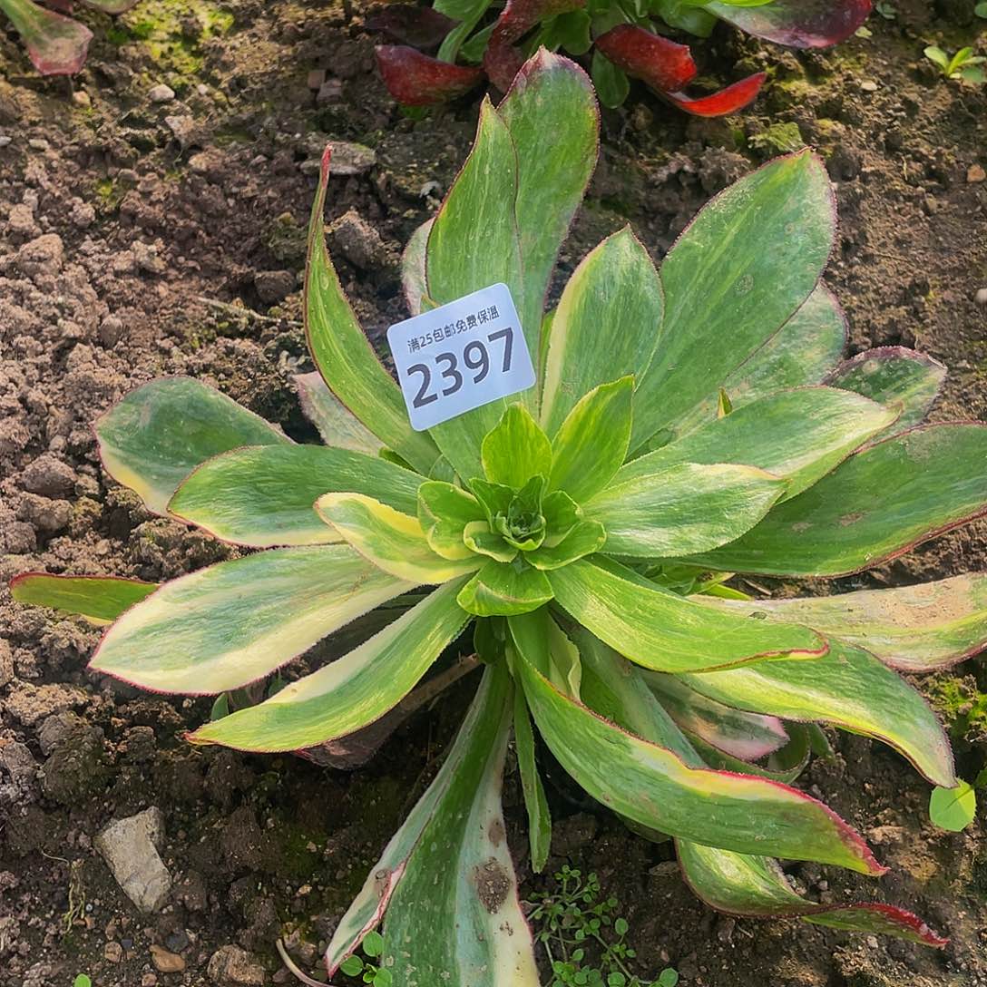 2397魅影花脸七彩多肉植物