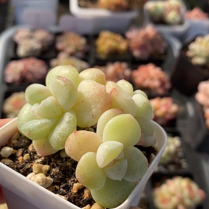 冰玉石化 多肉 11.5