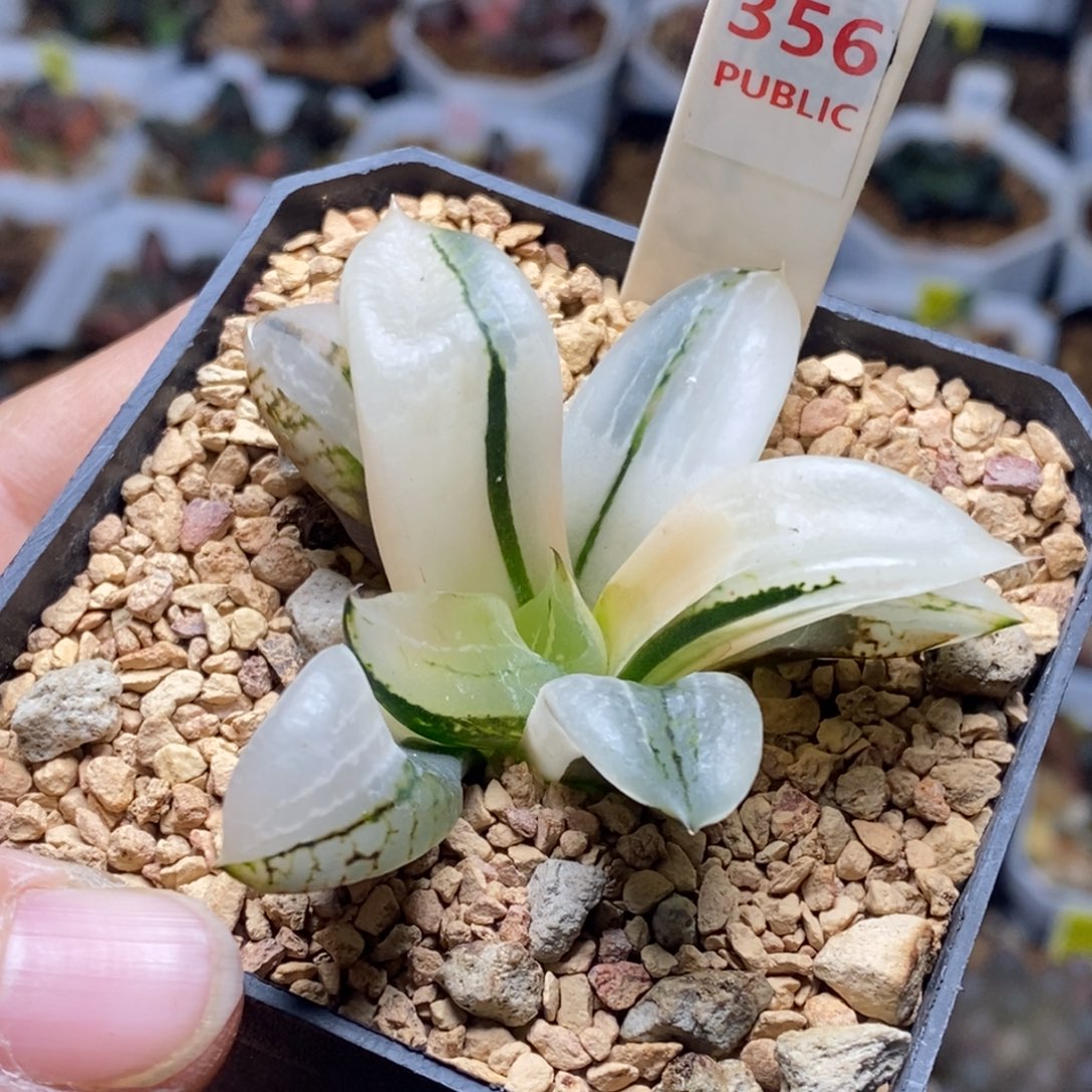 356号裹般若锦多肉