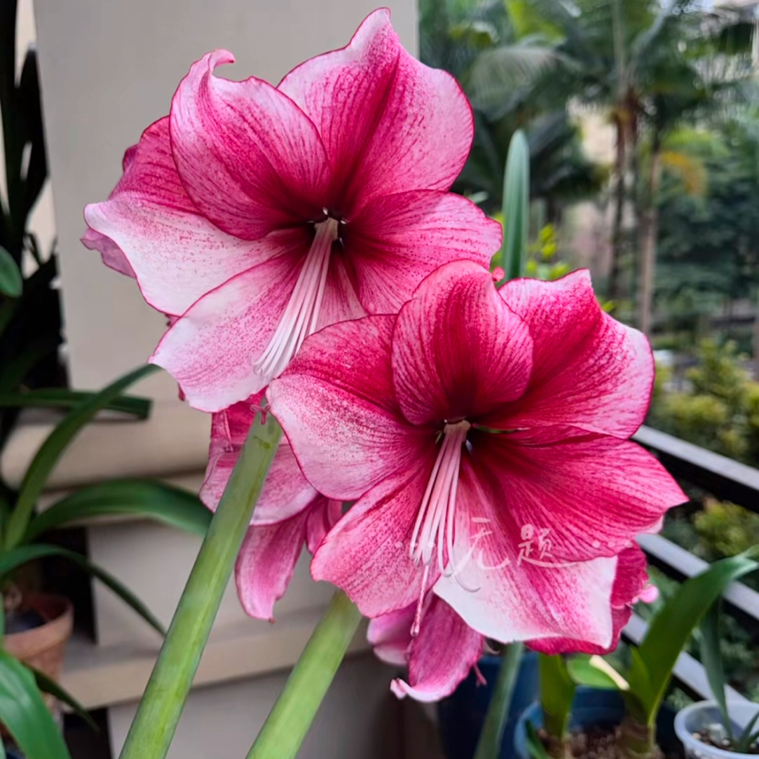 朱顶红【达芙妮5.5-6.5厘米左右 1棵】无根叶裸球