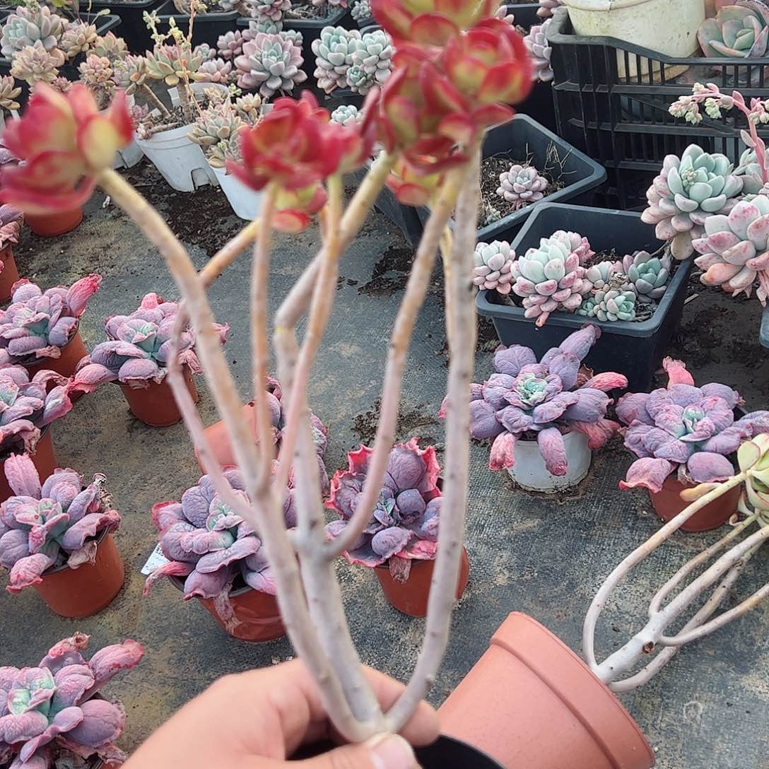 达摩宝珠老桩整桩