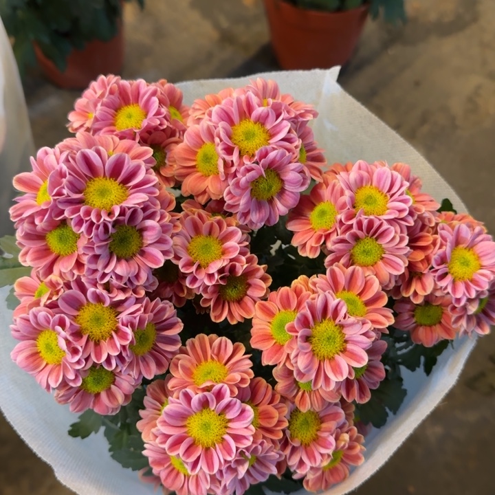 玲珑小菊盆栽带花发货