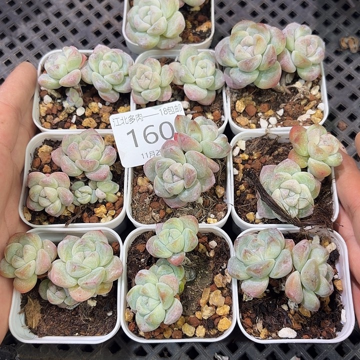 语***然160 号到手1框一物一拍