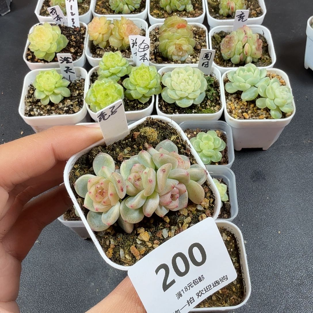 小****秃子四头一物一拍200