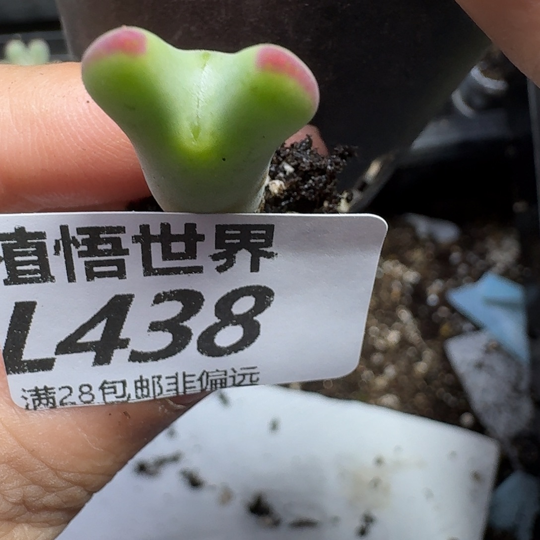 多肉植物的人生fgh