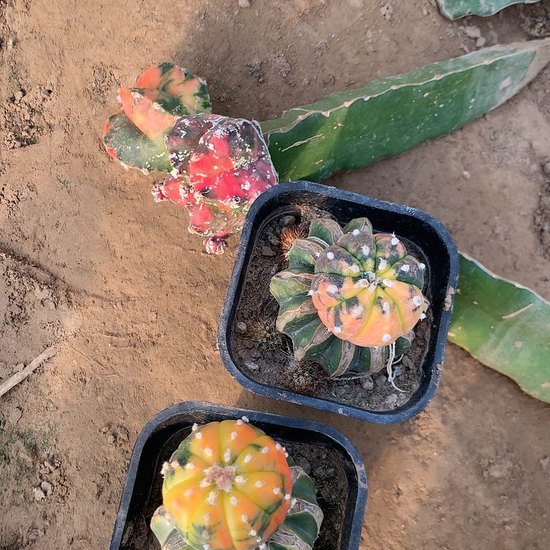 【闪购商品】素**主两玉两兜兜