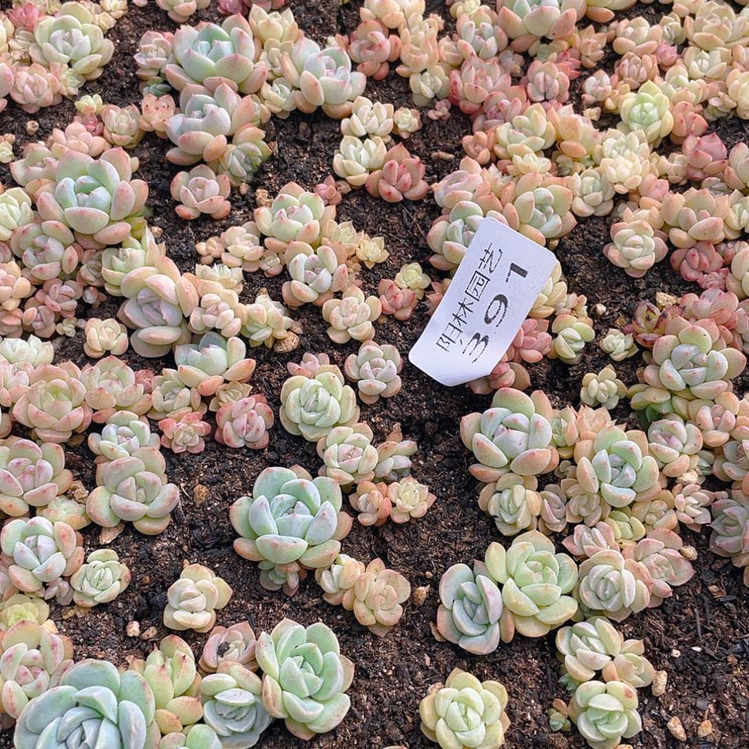 y***y多肉植物多肉植物391