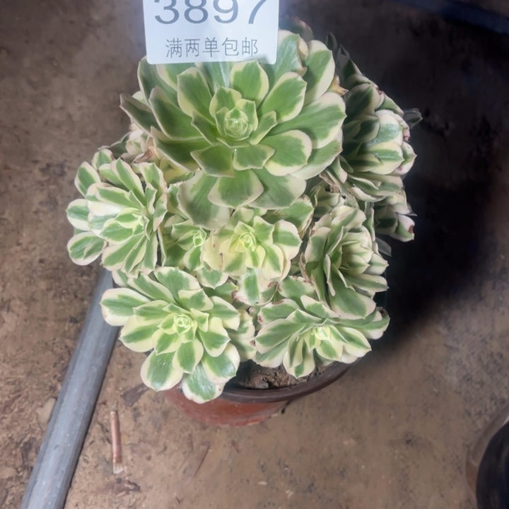 3897迈巴赫的的多肉豆