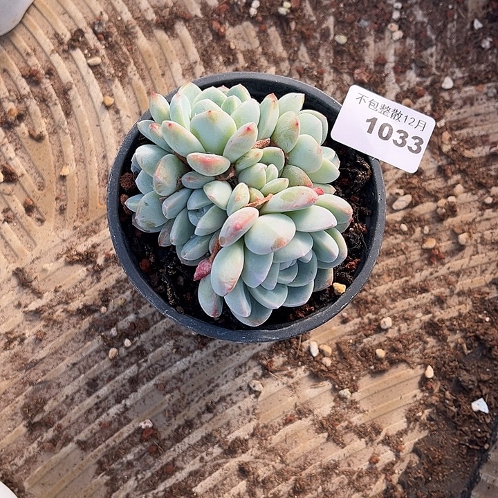 阿雅园艺。     1033冰玉