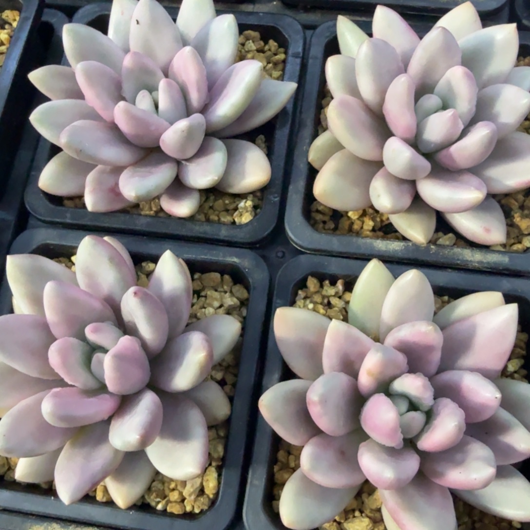 桃花源锦，多肉锦多肉