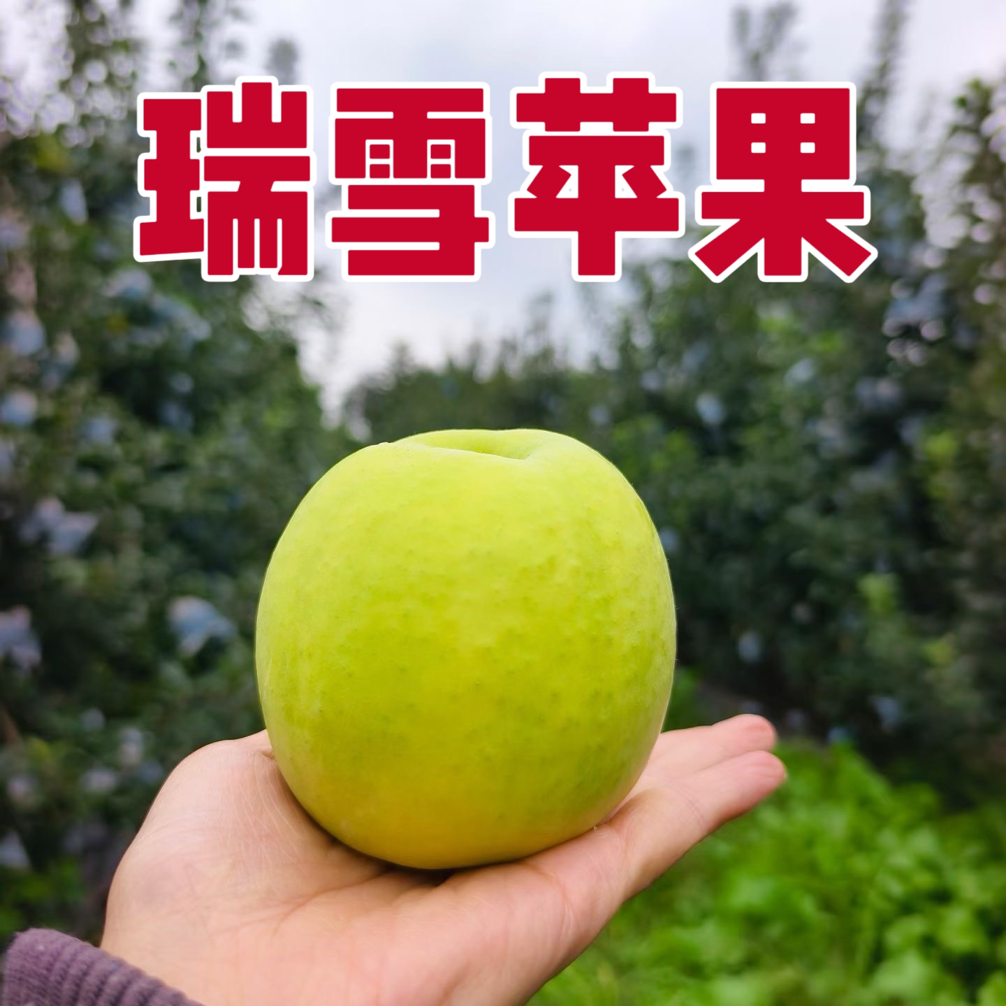 陕西白水瑞雪苹果当季水果新鲜采摘脆甜多汁美味可口产地发不削皮