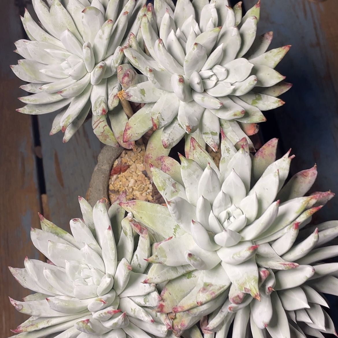 【闪购商品】帕翠莎大老庄