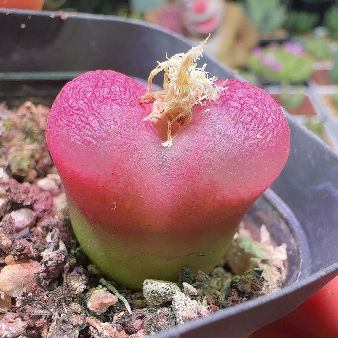 毛杂尺寸2.7厘米。    096