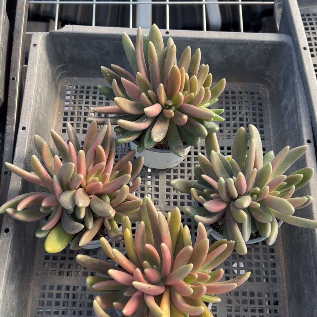 3156量肉肉肉肉肉