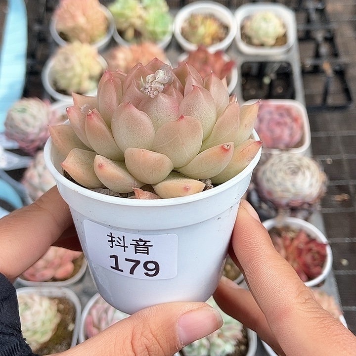 一物一拍满十元包邮发货 179