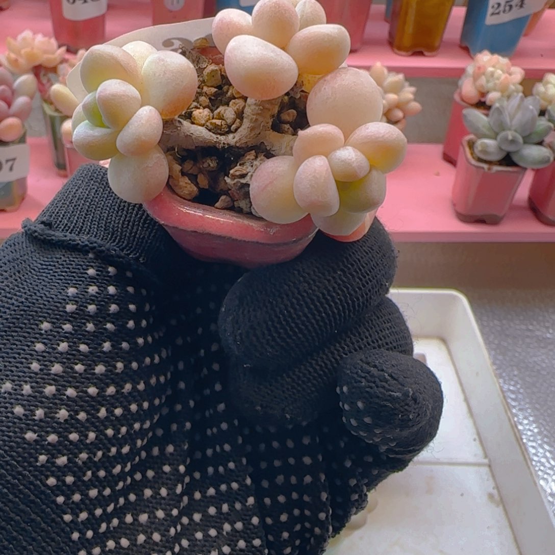 269 ，带盆土发货，满38包邮非偏远。