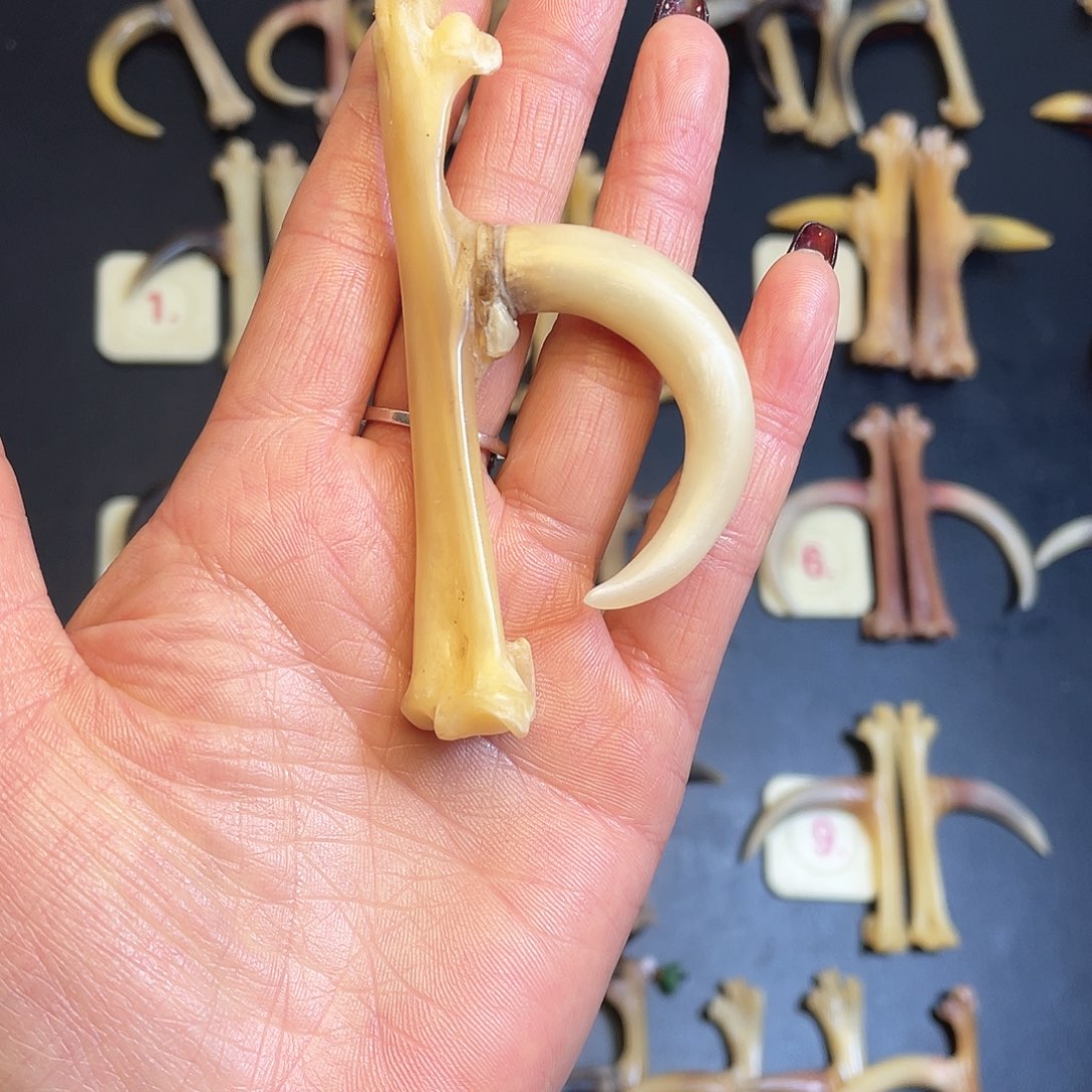 沉***默鸡骨（鸡脚）手串/手链