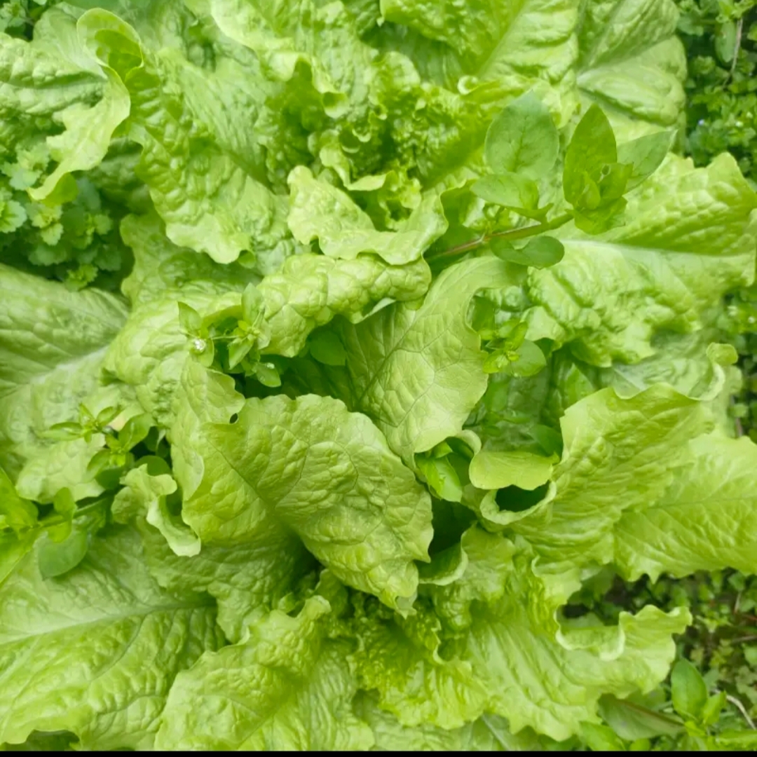 新鲜窝麻菜莴鸡菜本地莴基菜脆嫩生菜生吃农家自种应季蔬菜现摘