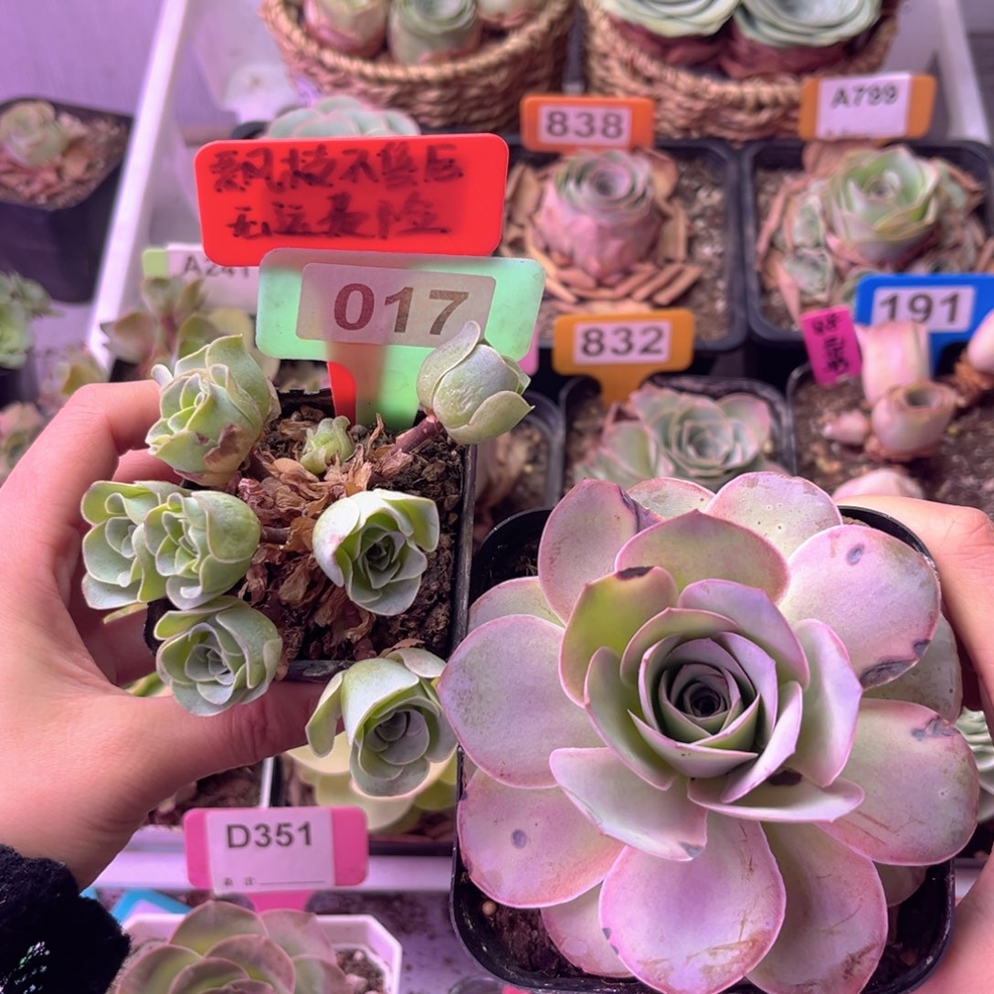 玫瑰组合多头玫瑰➕单颗017 裸根发