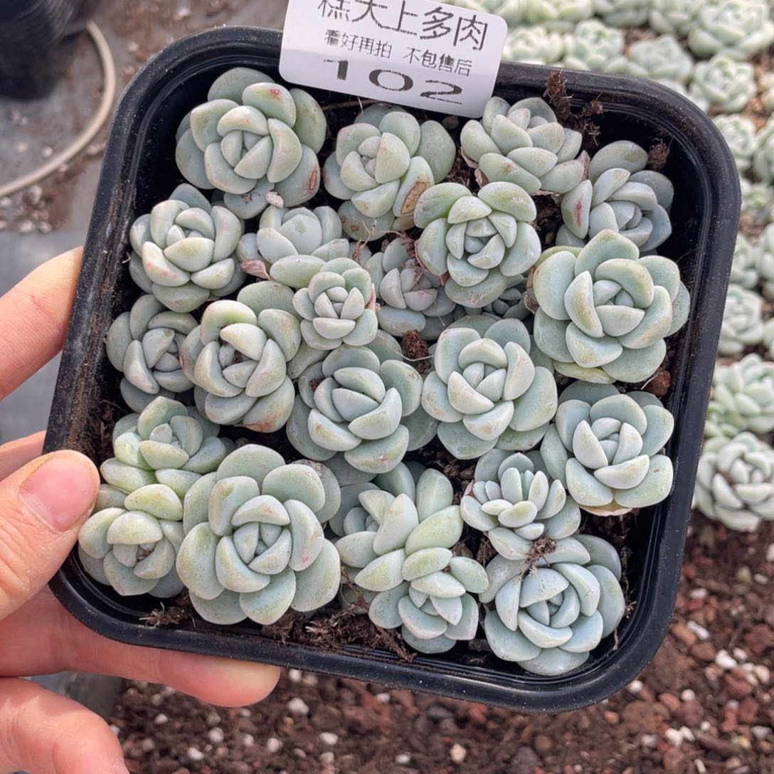 糕大上多肉植物102