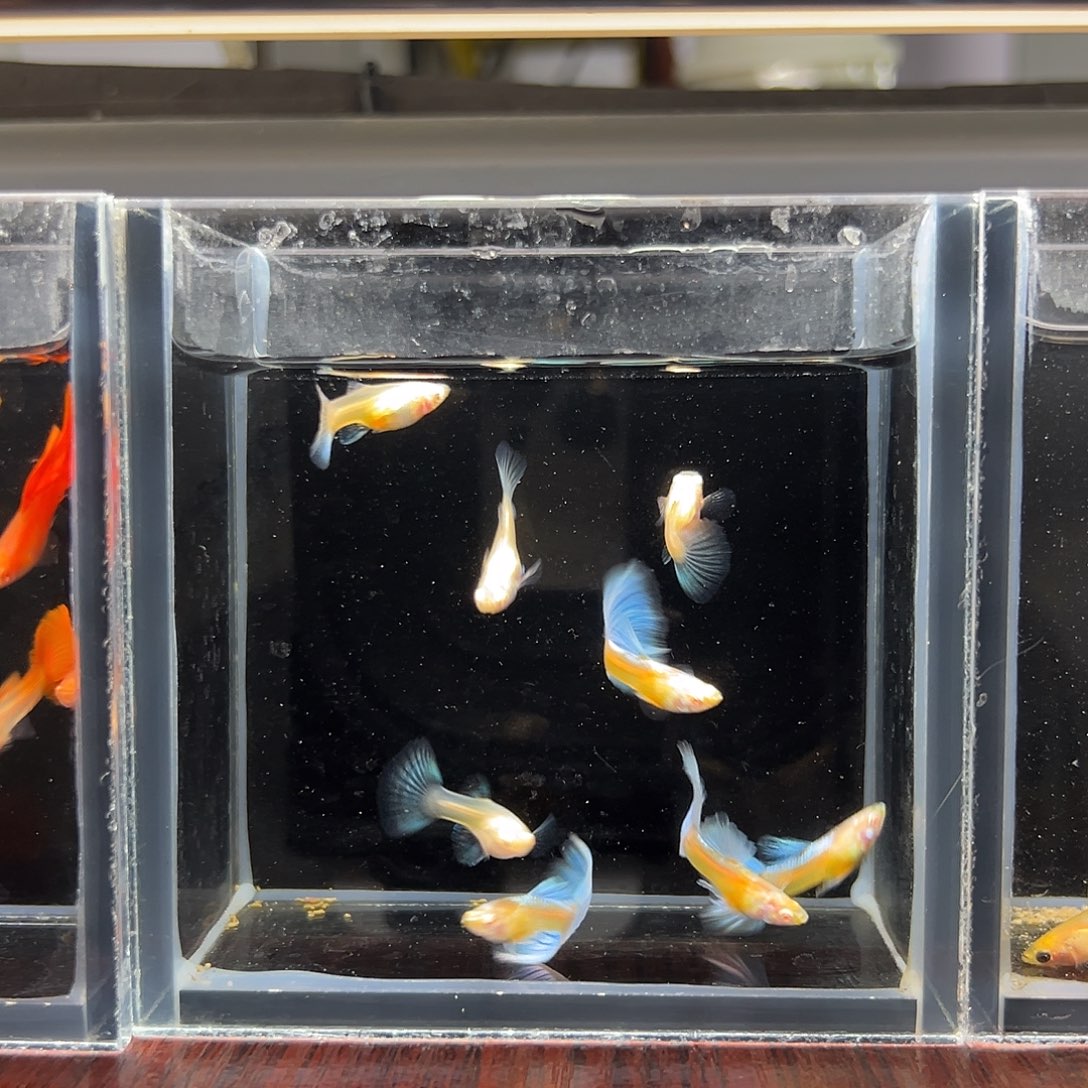 孔雀鱼蓝白半月尾4对