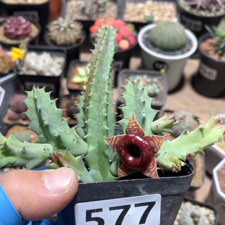 577甜甜圈箩魔科