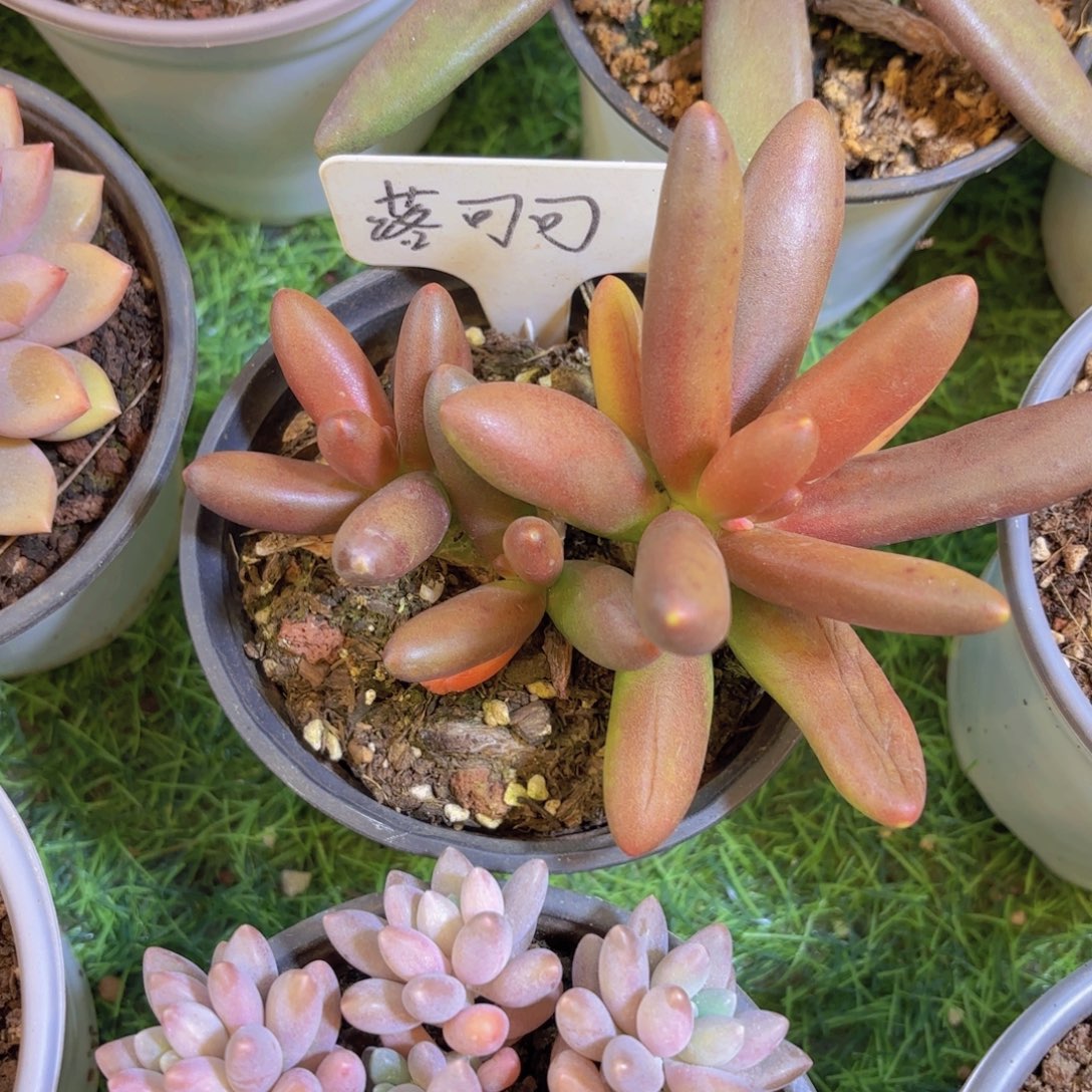 小***敏云南金致家精品多肉