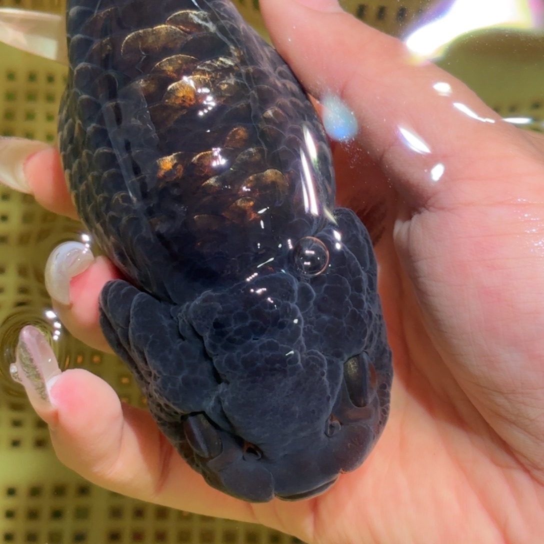 噜***噜金鱼拍包装包邮，不拍包装运费到付