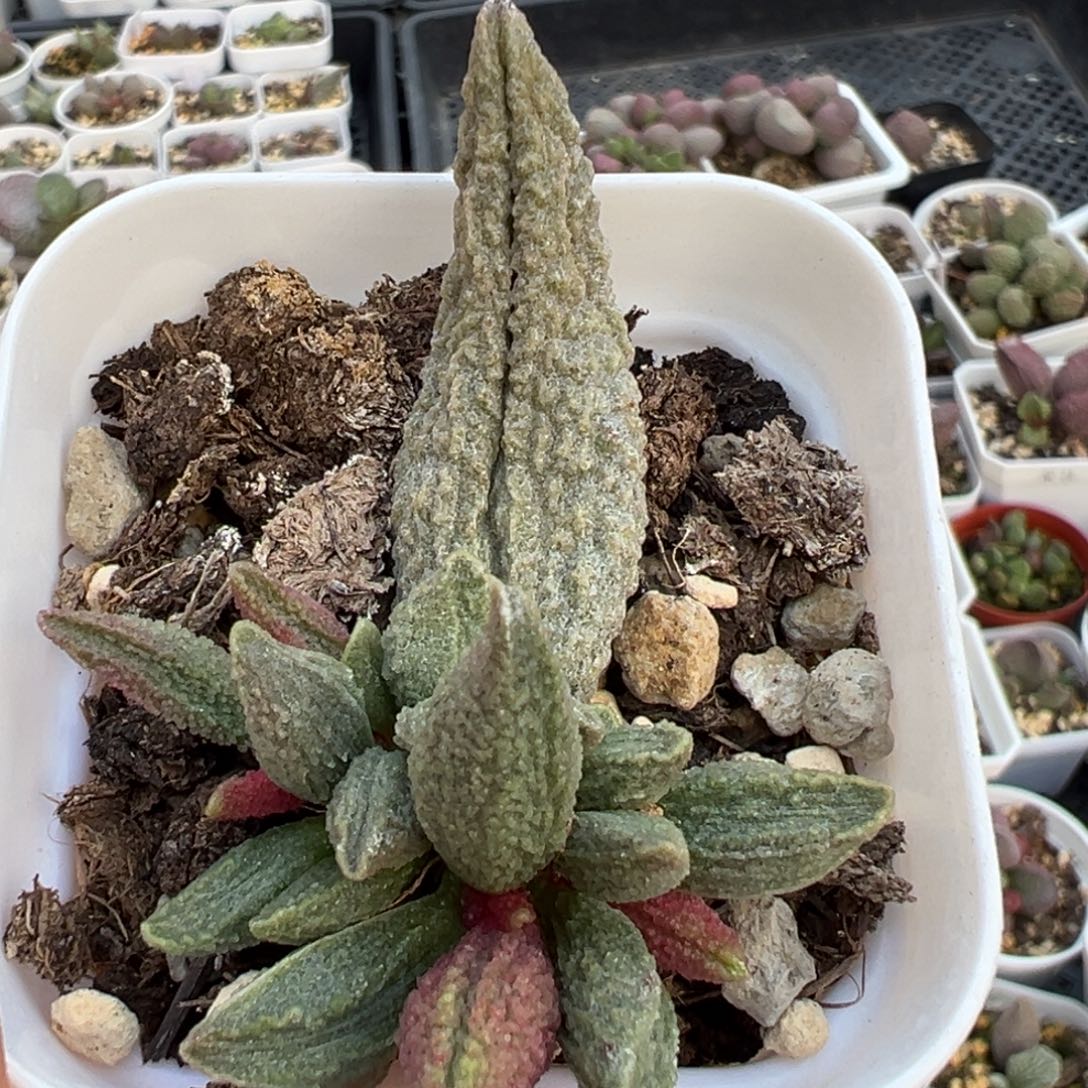 蓝魔大苗多肉植物水泡