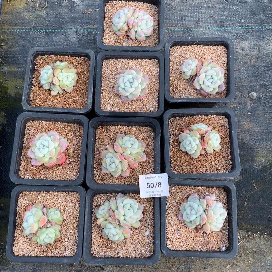 特5078全颗粒控养冰玉4到6厘米10颗一组脱土发