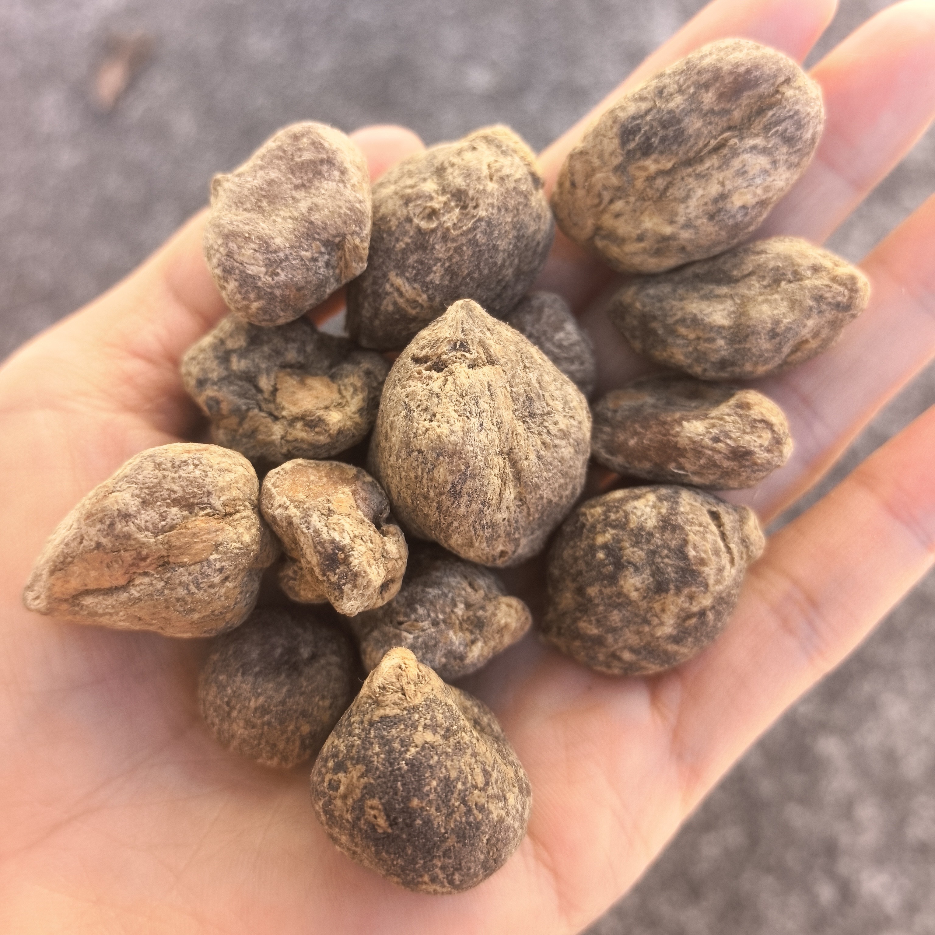 云南滇西土特产、农产品九转～还阳参