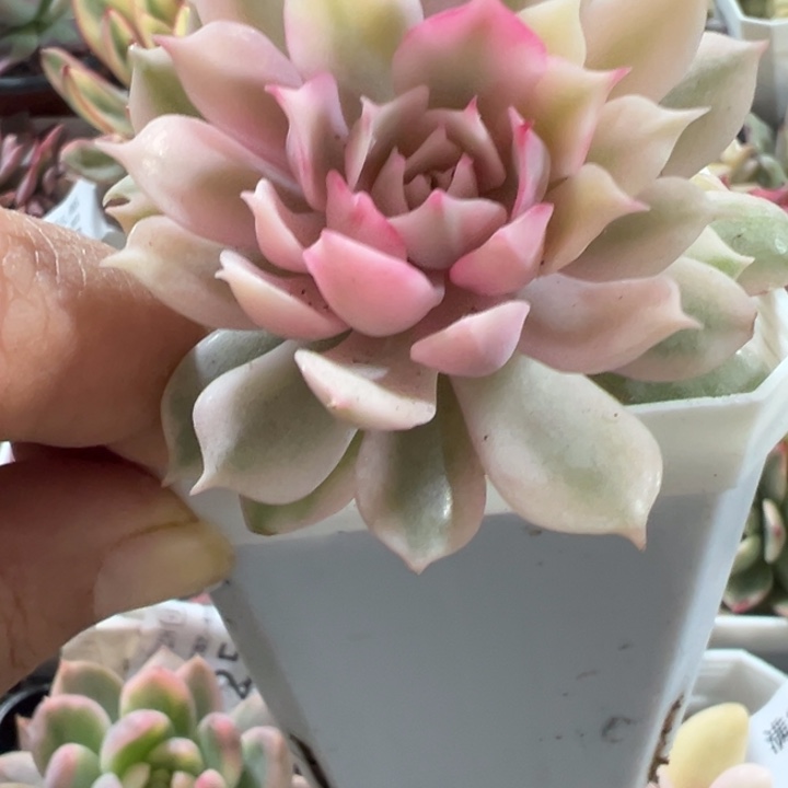 粉蝶锦多肉植物2419