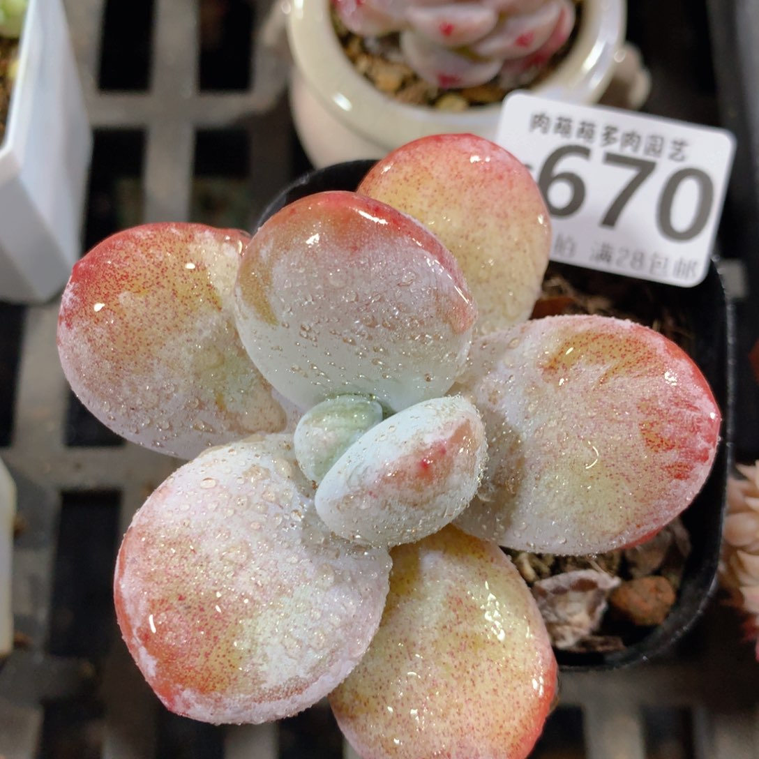 5CM拇指盆精控多肉ZG670