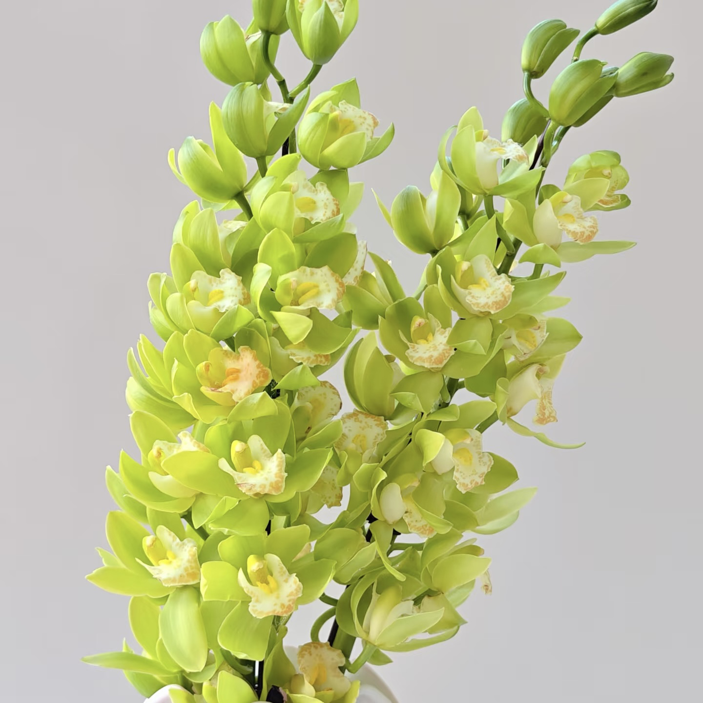 【大花蕙兰】超长花期耐养活云南基地新鲜直发的家居鲜花