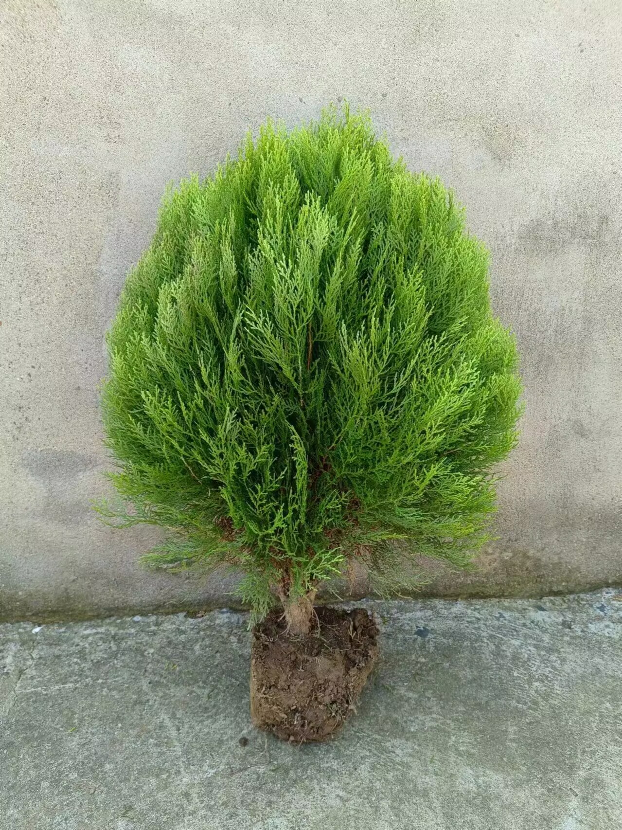 洒金柏树 黄金柏树苗，松柏树苗盆栽地栽绿化苗