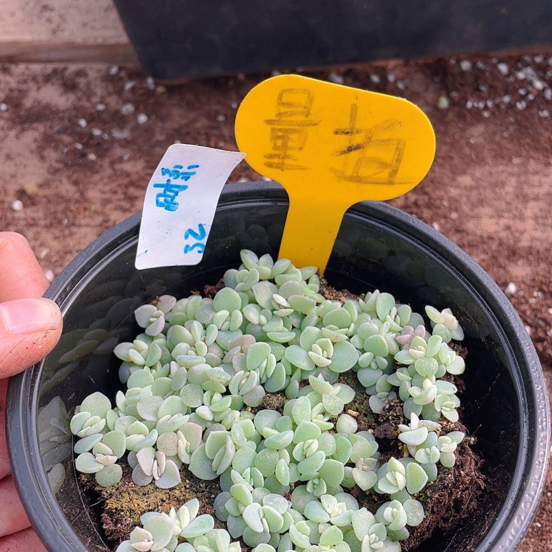 量拍多肉植物多肉植物32