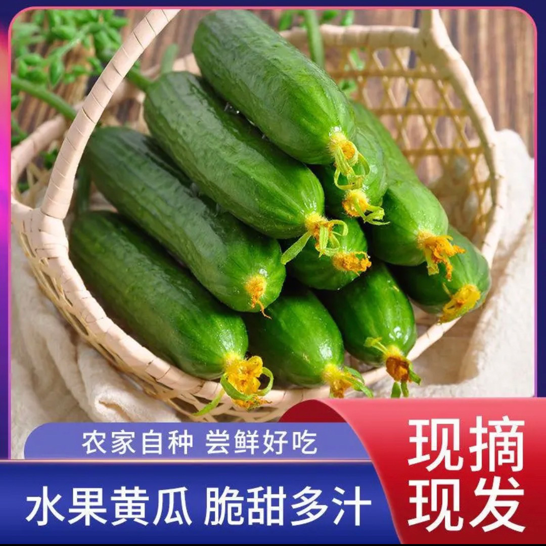 【坏损包赔】正宗山东水果小黄瓜生吃小黄瓜脆嫩爽口2-5斤