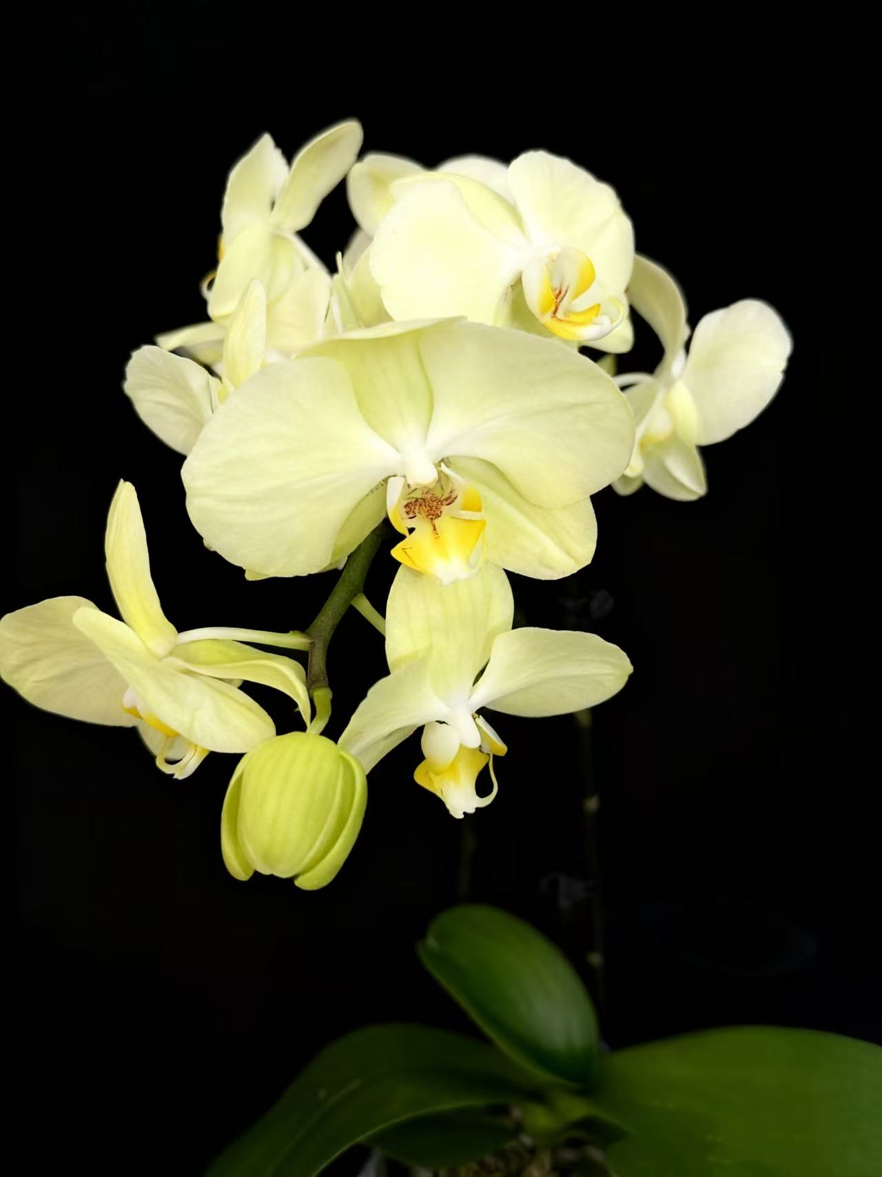 予兰花卉（芳美神话）带花带花苞3.0寸杯发货